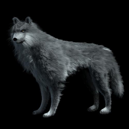 wolf fur preview image